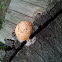 Dog vomit slime mold