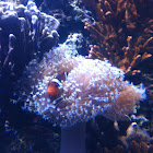 Clown fish