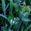 Spider web