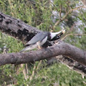 Belted Kingfisher