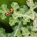 Catarina