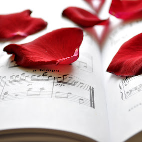 Notes and Roses by Nathan Cool - Fine Art Things