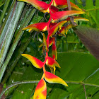 Heliconia