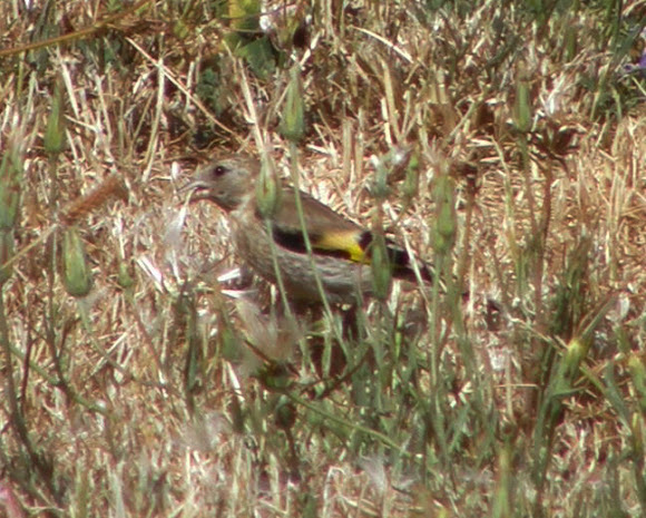 Spotting Image 1