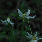 Oregon Trout Lily