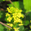 Winter Cress