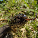 Northern Water Snake