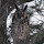 Birds in Chicago