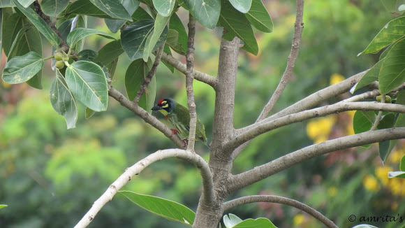 Spotting Image 1