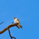 Prairie Falcon