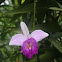 Bamboo Orchid