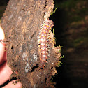 Euryurus Millipede