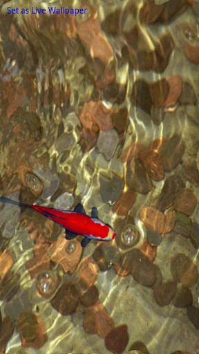 동전의 붉은 코이 물고기