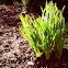 Daffodil 