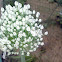 Onion Flowers