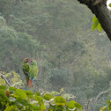 Guacamaya verde