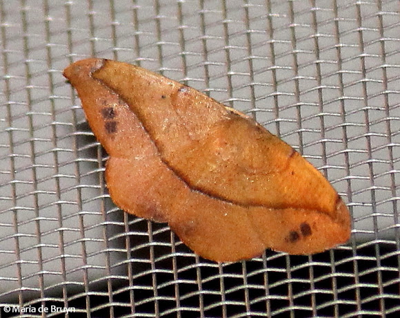 Spotting Image 1