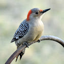 Red-bellied Woodpecker