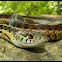 Common Gartersnake