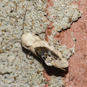 Small bird-dropping moth