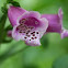 Purple Foxglove