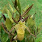 Lady Slipper Orchid