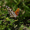 Gulf fritillary