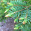 Black Hills Spruce