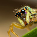 Jumping spider
