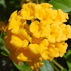 New Gold Lantana