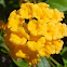 New Gold Lantana