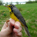 Canada Warbler
