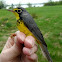 Canada Warbler