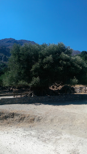 Monumental Olive Tree of Kavusi