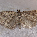 Pug Moth