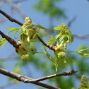 American sweetgum