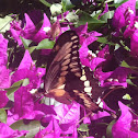 Giant Swallowtail