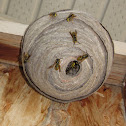 Wasps Nest