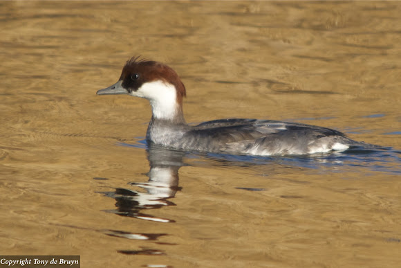 Spotting Image 1