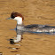 Smew, Female