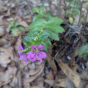 False Heather