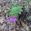 False Heather