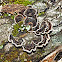 Smoky bracket fungus