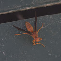 Red Paper Wasp