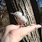 White-breasted Nuthatch