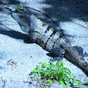 Black spiny tailed iguana