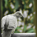 Spotted Dove