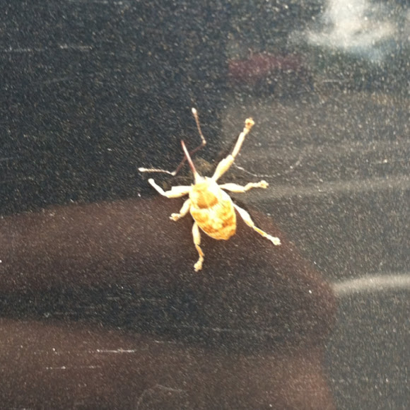 Spotting Image 1