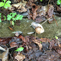 Weinbergschnecke
