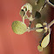 Mistletoe